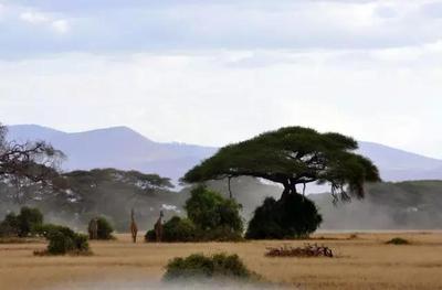 肯尼亚旅游4.jpg